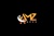 AMZ Aces logo